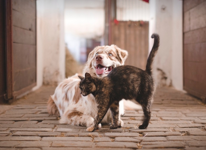 怎么让宠物猫吃米饭